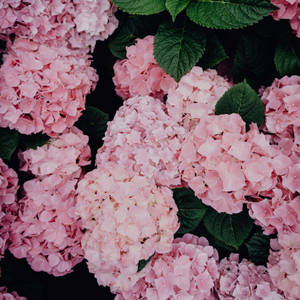 Pink Hydrangea Flowers Wallpaper