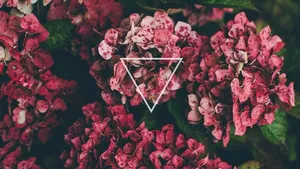 Pink Hydrangea Flowers Tumblr Laptop Wallpaper