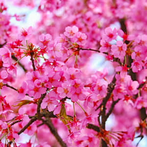 Pink Ipad Pro Cherry Blossoms Wallpaper