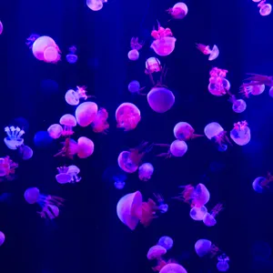 Pink Ipad Pro Jellyfish Wallpaper