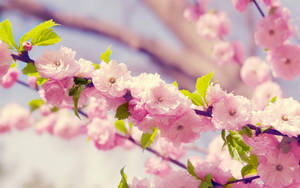 Pink Japanese Apricot Cute Computer Wallpaper