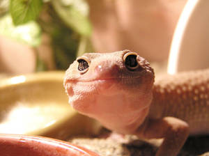 Pink Leopard Gecko Adorable Smile Wallpaper