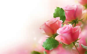 Pink Lush Rose Laptop Wallpaper