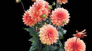 Pink Marigold Black Background Wallpaper