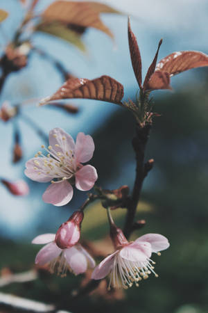 Pink Natural Flower In A Branch Wallpaper