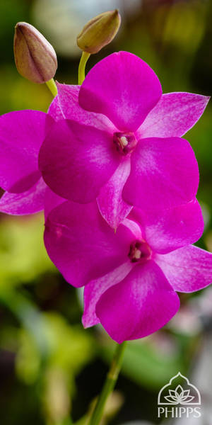 Pink Orchid Flowers Mobile Wallpaper