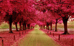 Pink Park Path Wallpaper