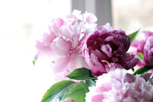 Pink Peony Flowers Near Window Wallpaper