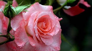 Pink Rose Flower Pc Wallpaper