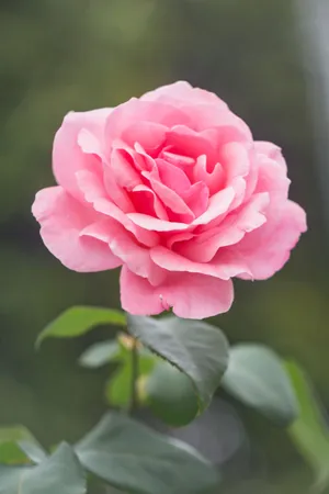 Pink Rose Flowers Background Wallpaper