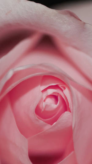 Pink Rose Iphone Cropped Shot Wallpaper