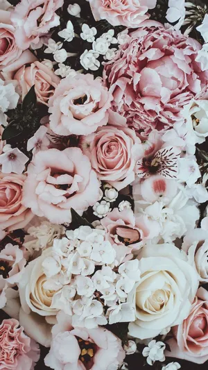 Pink Rose Iphone Delicate Wallpaper