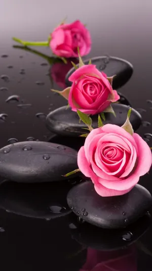 Pink Rose Iphone Floating Wallpaper