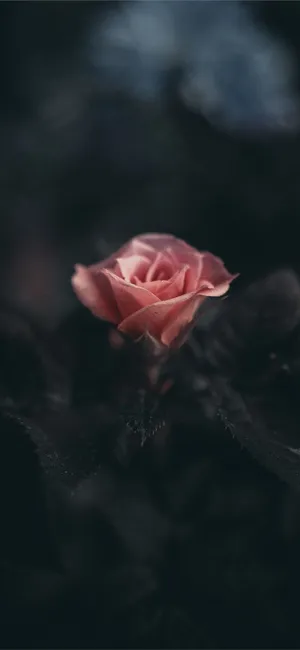 Pink Rose Iphone Ios 10 Wallpaper