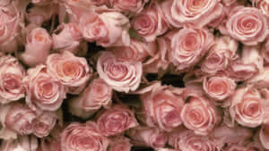 Pink Rose Laptop Wallpaper