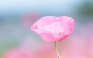 Pink Rose With Thin Petals Wallpaper