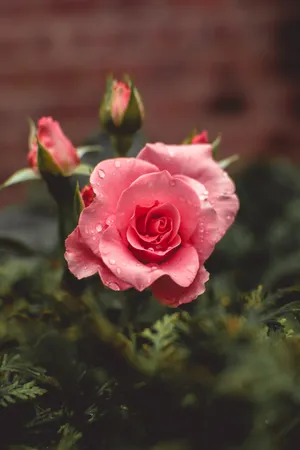 Pink Roses Desktop Wallpaper