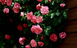 Pink Roses In A Wall Wallpaper