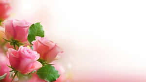 Pink Roses Soft Background H D Wallpaper