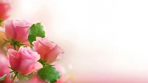 Pink Roses Soft Background H D Wallpaper