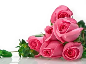 Pink Roses Wallpapers Hd Wallpaper