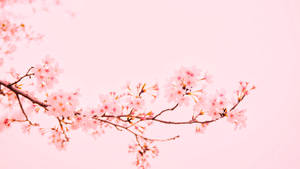 Pink Sakura Spring Wallpaper