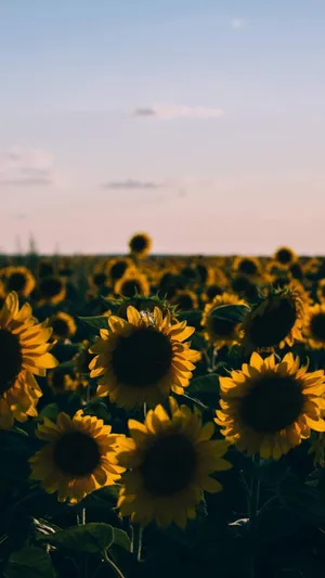 Pink Sky And A Sunflower Aesthetic Iphone Wallpaper