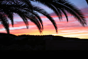 Pink Sky And Beautiful Palm Tree Wallpaper