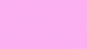 Pink Solid Color Blush Wallpaper