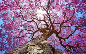 Pink Spring Season Tree Wallpaper