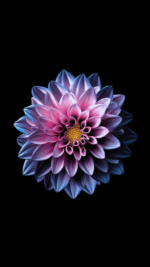 Pink Star Dahlia Flower Apple Wallpaper