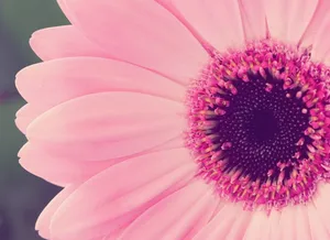 Pink Sunflower Laptop Wallpaper