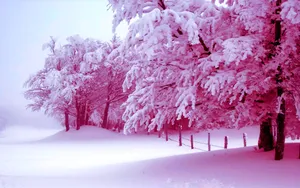 Pink Tree Snow Aesthetic Wallpaper