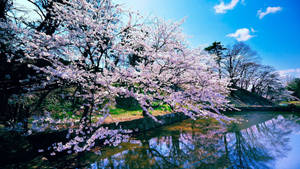 Pink Trees In Japanese Nature Wallpaper