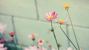 Pink Tumblr Flowers Desktop Wallpaper