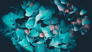 Pinks And Teal Flower Wallpaper
