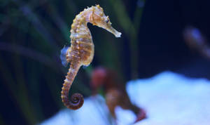 Pint-sized Seahorse Wallpaper