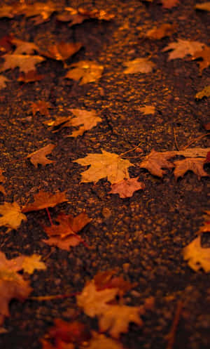 Pinterest Autumn Leaves On Asphalt Ground Wallpaper