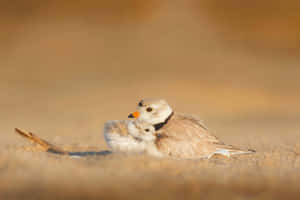 Piping Plover Mother Bird Wallpaper