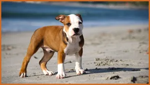 Pitbull Puppy On The Beach Wallpaper