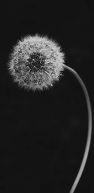 Pixel 3 Xl White Dandelion Wallpaper