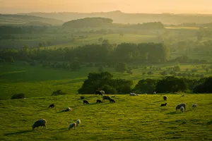 Placid Sheep Herd In Farm Eating Grasses Wallpaper