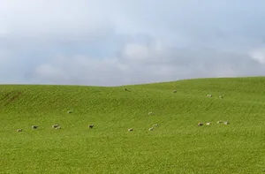 Plain Green Meadow Field Wallpaper