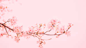 Plain Pink Flower Branch Desktop Wallpaper