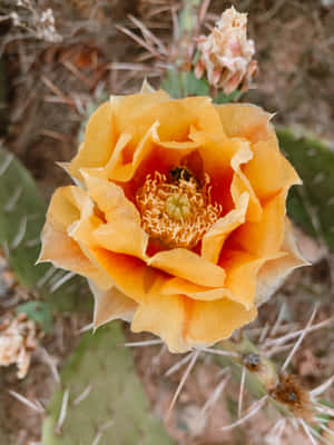 Plain Prickly Pear Cactus Flower Wallpaper