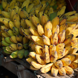 Plantain Clusters Sunlight Wallpaper