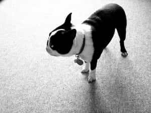 Playful Boston Terrier Ready For A Walk Wallpaper