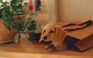 Playful Dachshund Running In The Grass Wallpaper