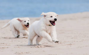 Playful Golden Retriever Puppies Wallpaper