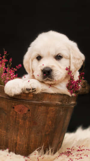 Playful Golden Retriever Puppy Wallpaper